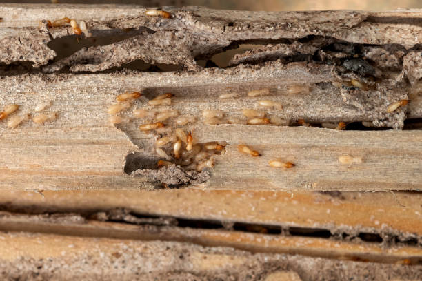 Spider Control Near Me in Burnsville, NC