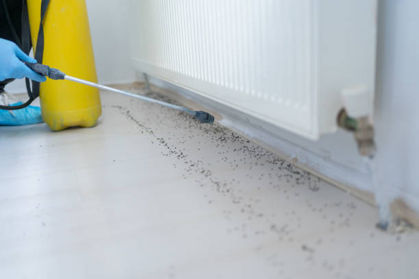 Best Pest Control for Restaurants  in Burnsville, NC